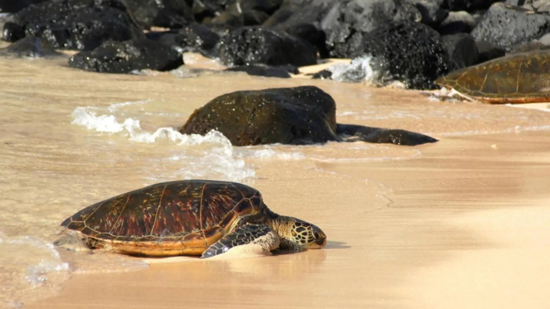 Valley Isle 206 Kahana United States